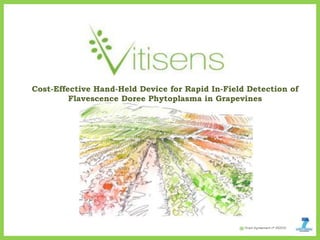 Cost-Effective Hand-Held Device for Rapid In-Field Detection of
Flavescence Doree Phytoplasma in Grapevines
 