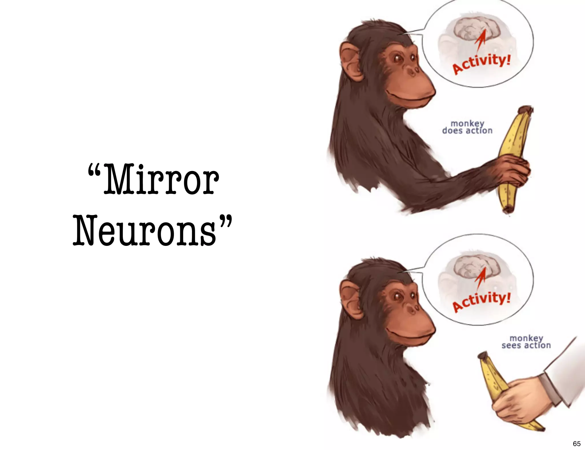 “Mirror
Neurons”
65
 