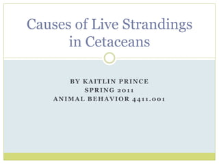 By Kaitlin Prince Spring 2011 Animal Behavior 4411.001 Causes of Live Strandings in Cetaceans 
