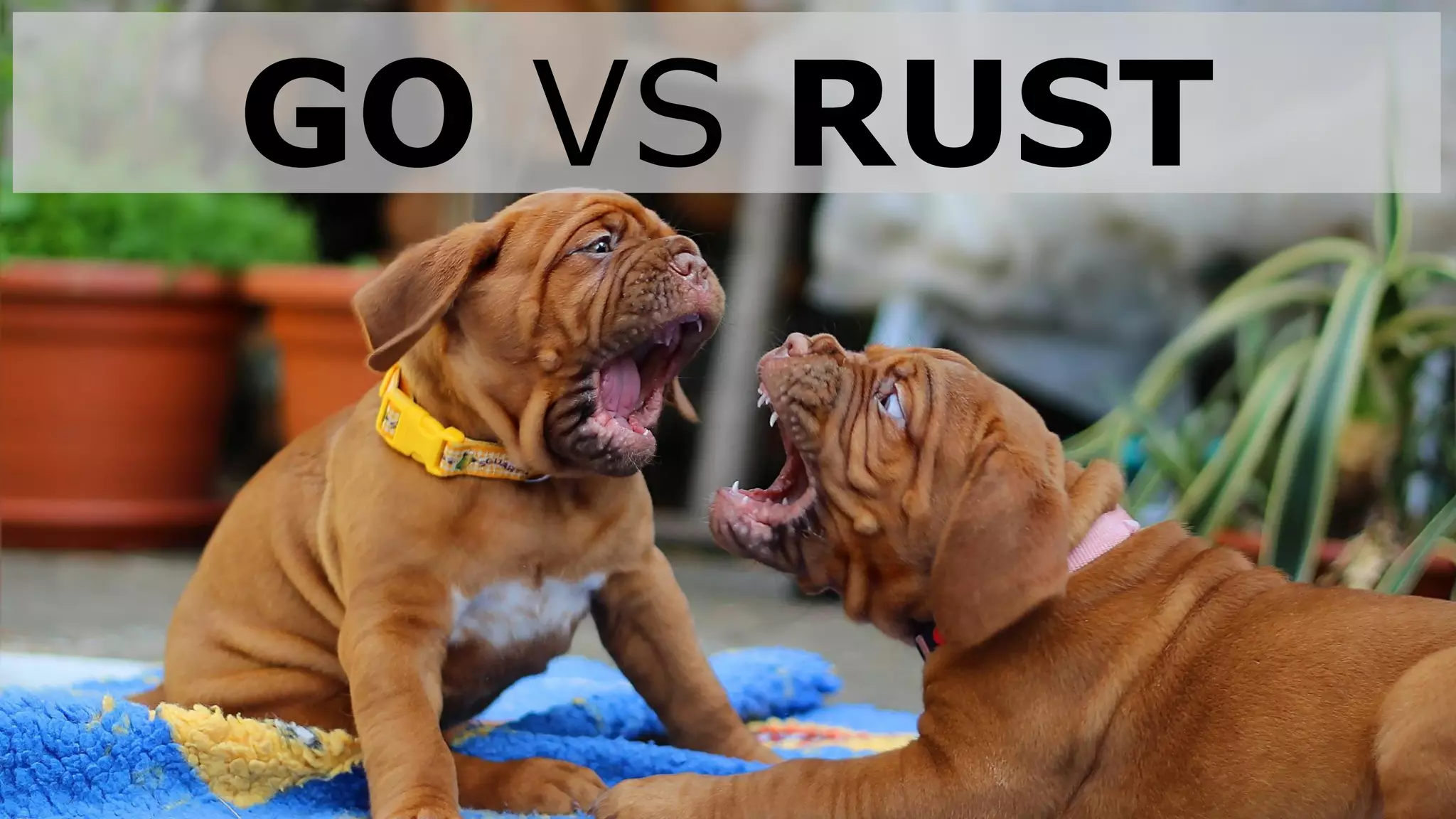 GO VS RUST
 