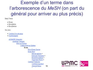Exemple d’un terme dans
l’arborescence du MeSH (on part du
 général pour arriver au plus précis)




                 16
 