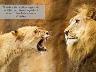 Guardare fisso e dritto negli occhi
è, infatti, un classico segnale di
attacco che allerta la nostra
amigdala.
 