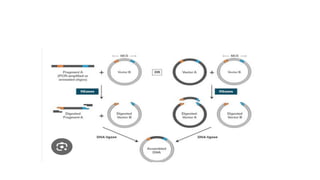 pUC 19 vector ( Microbial biotechnology)pptx | PPTX
