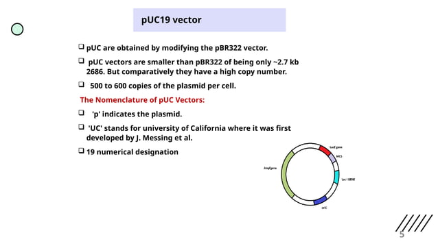 PUc19 plasmid cloning vector genetic engineering ppt | PPT