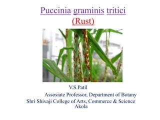 Puccinia graminis tritici
(Rust)
V.S.Patil
Assosiate Professor, Department of Botany
Shri Shivaji College of Arts, Commerce & Science
Akola
 