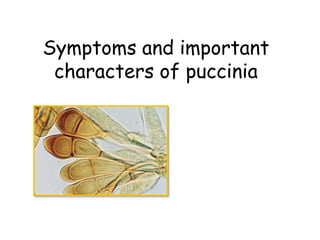 Symptoms and important
characters of puccinia
 