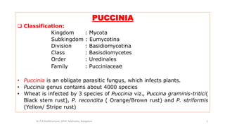 PUCCINIA
 Classification:
Kingdom : Mycota
Subkingdom : Eumycotina
Division : Basidiomycotina
Class : Basisdiomycetes
Order : Uredinales
Family : Pucciniaceae
• Puccinia is an obligate parasitic fungus, which infects plants.
• Puccinia genus contains about 4000 species
• Wheat is infected by 3 species of Puccinia viz., Puccina graminis-tritici(
Black stem rust), P. recondita ( Orange/Brown rust) and P. striformis
(Yellow/ Stripe rust)
Dr P B Mallikharjuna ,GFGC Yelahanka, Bangalore 1
 