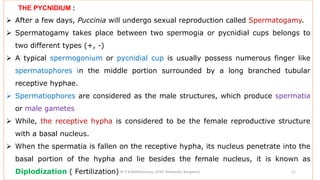 THE PYCNIDIUM :
 After a few days, Puccinia will undergo sexual reproduction called Spermatogamy.
 Spermatogamy takes place between two spermogia or pycnidial cups belongs to
two different types (+, -)
 A typical spermogonium or pycnidial cup is usually possess numerous finger like
spermatophores in the middle portion surrounded by a long branched tubular
receptive hyphae.
 Spermatiophores are considered as the male structures, which produce spermatia
or male gametes
 While, the receptive hypha is considered to be the female reproductive structure
with a basal nucleus.
 When the spermatia is fallen on the receptive hypha, its nucleus penetrate into the
basal portion of the hypha and lie besides the female nucleus, it is known as
Diplodization ( Fertilization) Dr P B Mallikharjuna ,GFGC Yelahanka, Bangalore 11
 