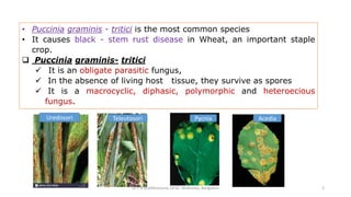 • Puccinia graminis - tritici is the most common species
• It causes black - stem rust disease in Wheat, an important staple
crop.
 Puccinia graminis- tritici
 It is an obligate parasitic fungus,
 In the absence of living host tissue, they survive as spores
 It is a macrocyclic, diphasic, polymorphic and heteroecious
fungus.
Dr P B Mallikharjuna ,GFGC Yelahanka, Bangalore 2
Uredosori Teleutosori Pycnia Acedia
 