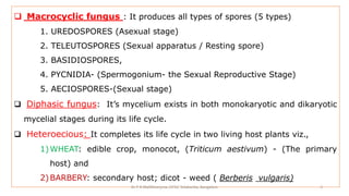  Macrocyclic fungus : It produces all types of spores (5 types)
1. UREDOSPORES (Asexual stage)
2. TELEUTOSPORES (Sexual apparatus / Resting spore)
3. BASIDIOSPORES,
4. PYCNIDIA- (Spermogonium- the Sexual Reproductive Stage)
5. AECIOSPORES-(Sexual stage)
 Diphasic fungus: It’s mycelium exists in both monokaryotic and dikaryotic
mycelial stages during its life cycle.
 Heteroecious: It completes its life cycle in two living host plants viz.,
1)WHEAT: edible crop, monocot, (Triticum aestivum) - (The primary
host) and
2)BARBERY: secondary host; dicot - weed ( Berberis vulgaris)
Dr P B Mallikharjuna ,GFGC Yelahanka, Bangalore 3
 