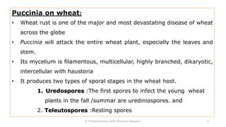 Puccinia on wheat:
• Wheat rust is one of the major and most devastating disease of wheat
across the globe
• Puccinia will attack the entire wheat plant, especially the leaves and
stem.
• Its mycelium is filamentous, multicellular, highly branched, dikaryotic,
intercellular with haustoria
• It produces two types of sporal stages in the wheat host.
1. Uredospores :The first spores to infect the young wheat
plants in the fall /summar are urediniospores. and
2. Teleutospores :Resting spores
Dr P B Mallikharjuna ,GFGC Yelahanka, Bangalore 4
 