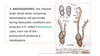 3. BASIDIOSPORES: the infected
dried wheat straw containing
teleutospores will germinate
during favourable conditions and
produces a 4- celled Promycelium.
Later, each cell of the
promycelium produces a
basidiospore.
Dr P B Mallikharjuna ,GFGC Yelahanka, Bangalore 7
 