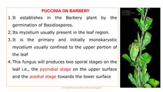 PUCCINIA ON BARBERY
1.It establishes in the Barbery plant by the
germination of Basidiospores.
2.Its mycelium usually present in the leaf region.
3.It is the primary and initially monokaryotic
mycelium usually confined to the upper portion of
the leaf
4.This fungus will produces two sporal stages on the
leaf i.e., the pycnidial stage on the upper surface
and the acedial stage towards the lower surface
Dr P B Mallikharjuna ,GFGC Yelahanka, Bangalore 8
 