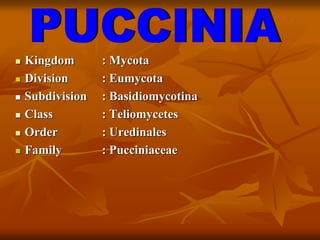  Kingdom : Mycota
 Division : Eumycota
 Subdivision : Basidiomycotina
 Class : Teliomycetes
 Order : Uredinales
 Family : Pucciniaceae
 