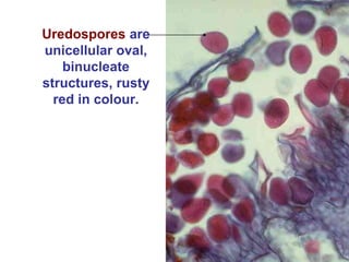 Uredospores are
unicellular oval,
binucleate
structures, rusty
red in colour.
 