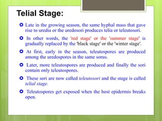 Telial Stage:
 Late in the growing season, the same hyphal mass that gave
rise to uredia or the uredosori produces telia or teleutosori.
 In other words, the 'red stage' or the 'summer stage' is
gradually replaced by the 'black stage' or the 'winter stage'.
 At first, early in the season, teleutospores are produced
among the uredospores in the same sorus.
 Later, more teleutospores are produced and finally the sori
contain only teleutospores.
 These sori are now called teleutosori and the stage is called
telial stage.
 Teleutospores get exposed when the host epidermis breaks
open.
 
