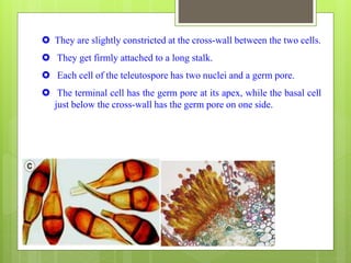  They are slightly constricted at the cross-wall between the two cells.
 They get firmly attached to a long stalk.
 Each cell of the teleutospore has two nuclei and a germ pore.
 The terminal cell has the germ pore at its apex, while the basal cell
just below the cross-wall has the germ pore on one side.
 