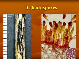 Teleutospores
 