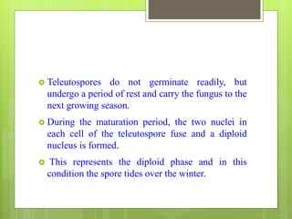  Teleutospores do not germinate readily, but
undergo a period of rest and carry the fungus to the
next growing season.
 During the maturation period, the two nuclei in
each cell of the teleutospore fuse and a diploid
nucleus is formed.
 This represents the diploid phase and in this
condition the spore tides over the winter.
 