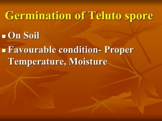 Germination of Teluto spore
 On Soil
 Favourable condition- Proper
Temperature, Moisture
 