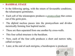 • BASIDIAL STAGE
• In the following spring, with the return of favourable conditions,
the teleutospore germinates.
• Each cell of the teleutospore produces a promycelium that comes
out of the germ pore.
• The diploid nucleus passes into the promycelium and divides
meiotically forming four haploid nuclei.
• These are then separated from one another by cross-walls.
• This four celled structure is the basidium.
• Now, each of the four cells produces a short and narrow tube,
called sterigma.
• Later, at the end of each sterigma, a basidiospore is produced.
 