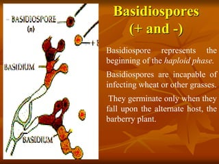 Basidiospores
(+ and -)
Basidiospore represents the
beginning of the haploid phase.
Basidiospores are incapable of
infecting wheat or other grasses.
They germinate only when they
fall upon the alternate host, the
barberry plant.
 