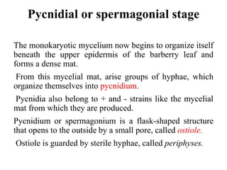 Pycnidial or spermagonial stage
The monokaryotic mycelium now begins to organize itself
beneath the upper epidermis of the barberry leaf and
forms a dense mat.
From this mycelial mat, arise groups of hyphae, which
organize themselves into pycnidium.
Pycnidia also belong to + and - strains like the mycelial
mat from which they are produced.
Pycnidium or spermagonium is a flask-shaped structure
that opens to the outside by a small pore, called ostiole.
Ostiole is guarded by sterile hyphae, called periphyses.
 