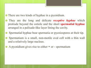  There are two kinds of hyphae in a pycnidium.
 They are the long and delicate receptive hyphae which
protrude beyond the ostiole and the short spermatial hyphae
arranged in a palisade-like layer lining the cavity.
 Spermatial hyphae bear spermatia or pycniospores at their tip.
 Spermatium is a small, non-motile oval cell with a thin wall
and a relatively large nucleus.
 A pycnidium gives rise to either + or - spermatium
 