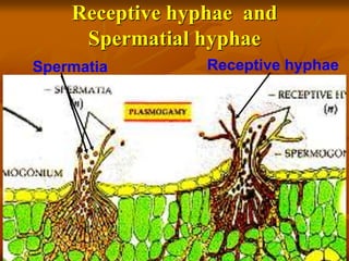 Receptive hyphae and
Spermatial hyphae
Spermatia Receptive hyphae
 