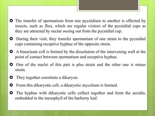  The transfer of spermatium from one pycnidium to another is effected by
insects, such as flies, which are regular visitors of the pycnidial cups as
they are attracted by nectar oozing out from the pycnidial cup.
 During their visit, they transfer spermatium of one strain to the pycnidial
cups containing receptive hyphae of the opposite strain.
 A binucleate cell is formed by the dissolution of the intervening wall at the
point of contact between spermatium and receptive hyphae.
 One of the nuclei of this pair is plus strain and the other one is minus
strain.
 They together constitute a dikaryon.
 From this dikaryotic cell, a dikaryotic mycelium is formed.
 The hyphae with dikaryotic cells collect together and form the aecidia,
embedded in the mesophyll of the barberry leaf.
 
