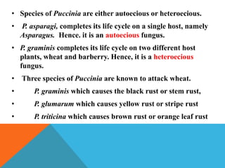 • Species of Puccinia are either autoecious or heteroecious.
• P. asparagi, completes its life cycle on a single host, namely
Asparagus. Hence. it is an autoecious fungus.
• P. graminis completes its life cycle on two different host
plants, wheat and barberry. Hence, it is a heteroecious
fungus.
• Three species of Puccinia are known to attack wheat.
• P. graminis which causes the black rust or stem rust,
• P. glumarum which causes yellow rust or stripe rust
• P. triticina which causes brown rust or orange leaf rust
 