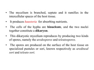 • The mycelium is branched, septate and it ramifies in the
intercellular spaces of the host tissue.
• It produces haustoria for absorbing nutrients.
• The cells of the hypha are binucleate, and the two nuclei
together constitute a dikaryon.
• This dikaryotic mycelium reproduces by producing two kinds
of spores, namely the uredospores and teleutospores.
• The spores are produced on the surface of the host tissue on
specialized pustules or sori, known respectively as uredineal
sori and teleuto sori.
 