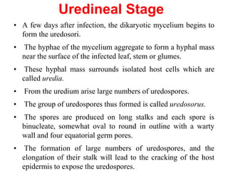Uredineal Stage
• A few days after infection, the dikaryotic mycelium begins to
form the uredosori.
• The hyphae of the mycelium aggregate to form a hyphal mass
near the surface of the infected leaf, stem or glumes.
• These hyphal mass surrounds isolated host cells which are
called uredia.
• From the uredium arise large numbers of uredospores.
• The group of uredospores thus formed is called uredosorus.
• The spores are produced on long stalks and each spore is
binucleate, somewhat oval to round in outline with a warty
wall and four equatorial germ pores.
• The formation of large numbers of uredospores, and the
elongation of their stalk will lead to the cracking of the host
epidermis to expose the uredospores.
 