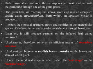 • Under favourable conditions, the uredospores germinate and put forth
the germ tube through one of the germ pores.
• The germ tube, on reaching the stoma, swells up into an elongated
vesicle called appressorium, from which, an infection hypha is
produced.
• It enters the stomatal aperture, grows and ramifies in the intercellular
spaces of the host tissue, and absorbs nourishment through haustoria.
• Later on, it will produce pustules on the infected leaf called
uredosori.
• Uredospores, therefore, serve as an efficient means of secondary
infection.
• Uredosori can be seen as reddish brown pustules on the leaves and
stem of wheat plant.
• Hence, the uredineal stage is often called the 'red stage' or the
‘summer stage'.
 
