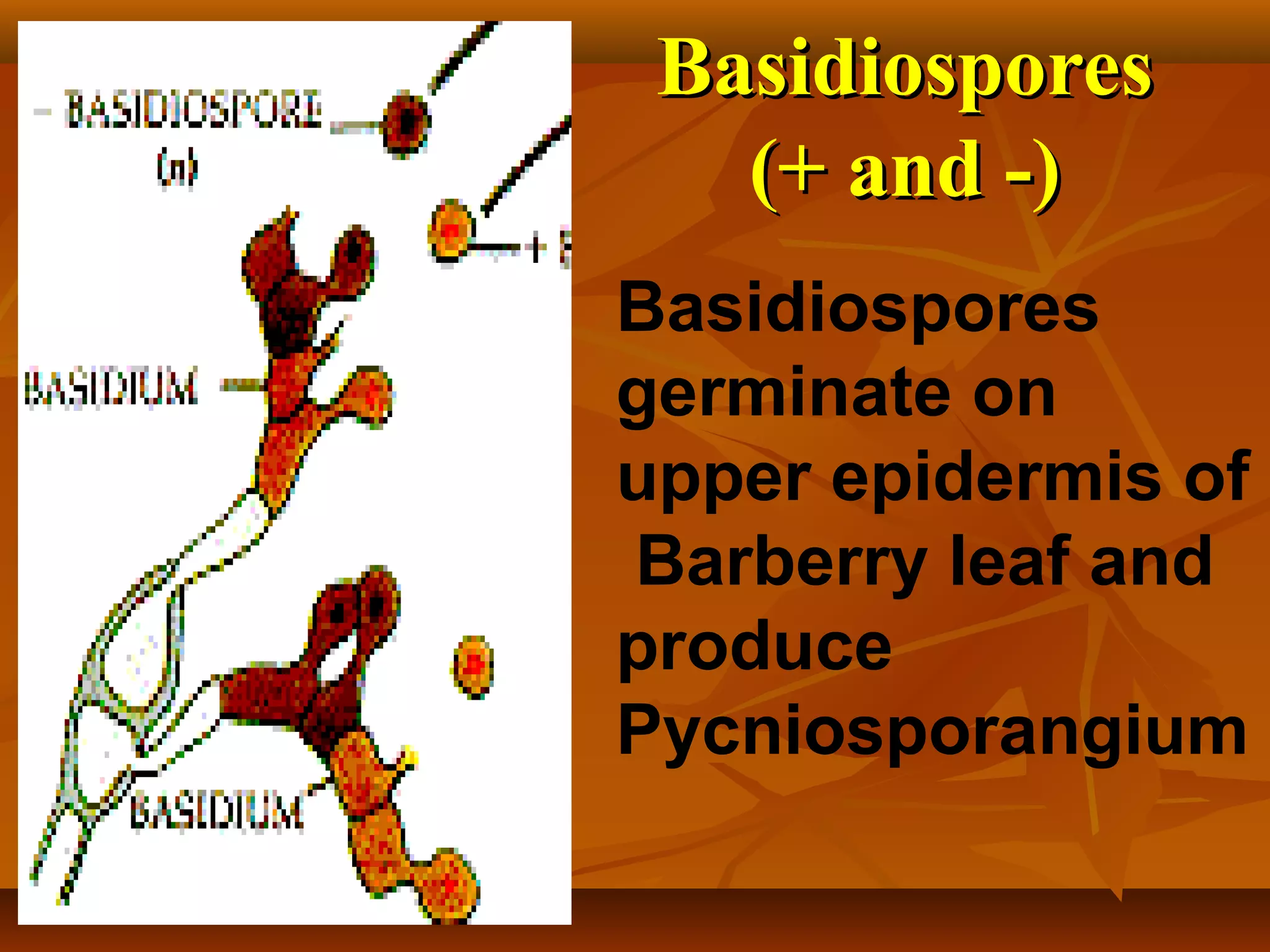 BasidiosporesBasidiospores
(+ and -)(+ and -)
Basidiospores
germinate on
upper epidermis of
Barberry leaf and
produce
Pycniosporangium
 