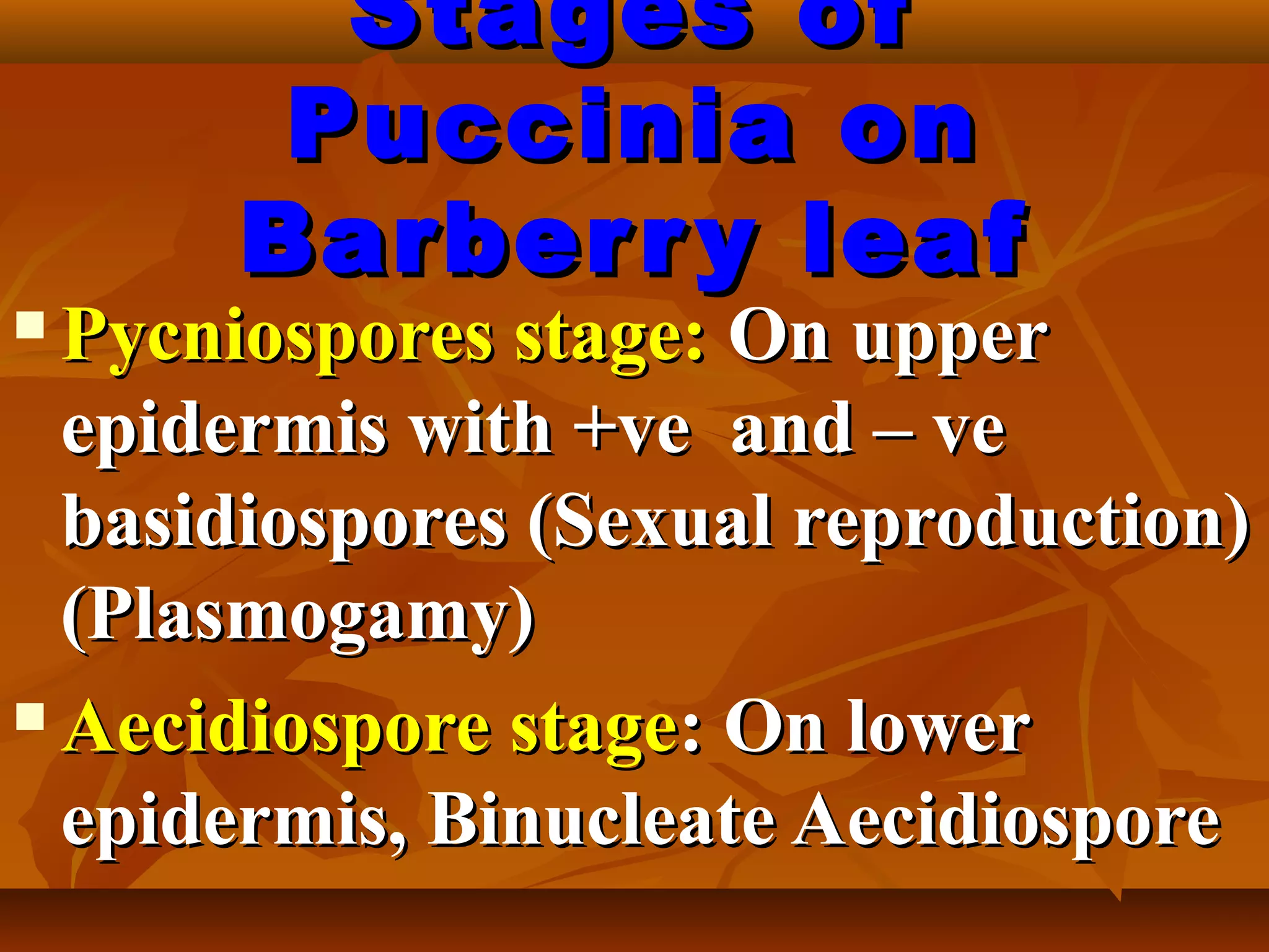 Stages ofStages of
Puccinia onPuccinia on
Barberry leafBarberry leaf
 Pycniospores stage:Pycniospores stage: On upperOn upper
epidermis with +ve and – veepidermis with +ve and – ve
basidiospores (Sexual reproduction)basidiospores (Sexual reproduction)
(Plasmogamy)(Plasmogamy)
 Aecidiospore stageAecidiospore stage: On lower: On lower
epidermis, Binucleate Aecidiosporeepidermis, Binucleate Aecidiospore
 