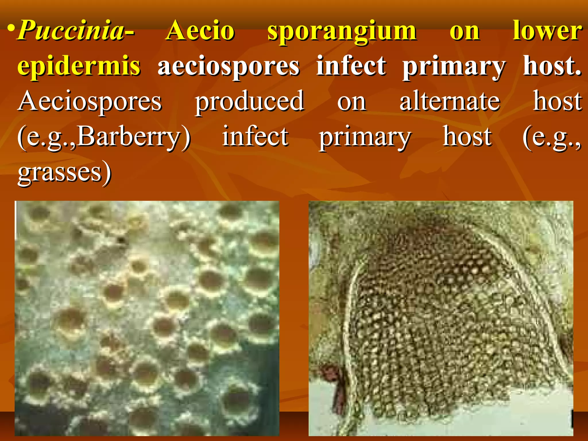 •PucciniaPuccinia- Aecio sporangium on lower- Aecio sporangium on lower
epidermisepidermis aeciospores infect primary host.aeciospores infect primary host.
Aeciospores produced on alternate hostAeciospores produced on alternate host
(e.g.,Barberry) infect primary host (e.g.,(e.g.,Barberry) infect primary host (e.g.,
grasses)grasses)
 