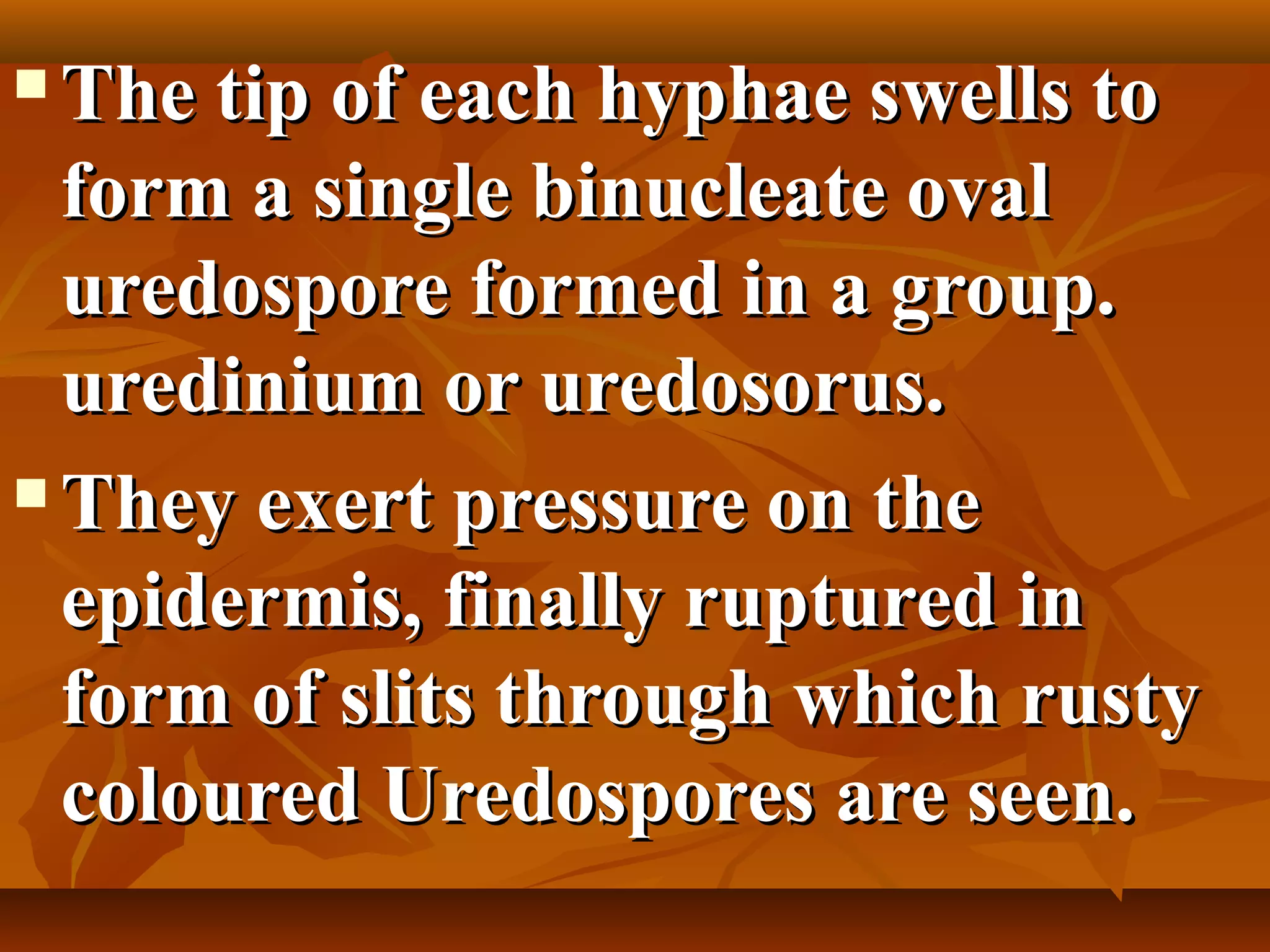  The tip of each hyphae swells toThe tip of each hyphae swells to
form a single binucleate ovalform a single binucleate oval
uredospore formed in a group.uredospore formed in a group.
uredinium or uredosorus.uredinium or uredosorus.
 They exert pressure on theThey exert pressure on the
epidermis, finally ruptured inepidermis, finally ruptured in
form of slits through which rustyform of slits through which rusty
coloured Uredospores are seen.coloured Uredospores are seen.
 