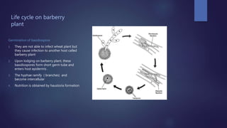 Life cycle on barberry
plant
Germination of basidiospore
1. They are not able to infect wheat plant but
they cause infection to another host called
barberry plant
2. Upon lodging on barberry plant, these
basidiospores form short germ tube and
enters host epidermis .
3. The hyphae ramify ( branches) and
become intercellular
4. Nutrition is obtained by haustoria formation
 