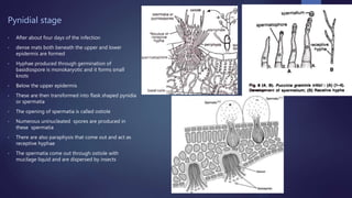 Pynidial stage
• After about four days of the infection
• dense mats both beneath the upper and lower
epidermis are formed
• Hyphae produced through germination of
basidiospore is monokaryotic and it forms small
knots
• Below the upper epidermis
• These are then transformed into flask shaped pynidia
or spermatia
• The opening of spermatia is called ostiole
• Numerous uninucleated spores are produced in
these spermatia
• There are also paraphysis that come out and act as
receptive hyphae
• The spermatia come out through ostiole with
mucilage liquid and are dispersed by insects
 