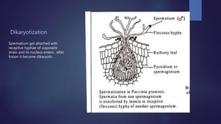 Dikaryotization
Spermatium get attached with
receptive hyphae of oopossite
strain and its nucleus enters , after
fusion it become dikaryotic
 