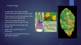 Aceial Stage
1. In spermatium the nucleus divides
several times and migrate to other nuclei.
2. These dikaryotic cells foirm group of cells
below the at lower epoidermis .
3. These binucleated cells divide
transversely and form chain of cells
4. Each cell divide to form larger and
smaller cell
5. Larger cell is transformed in to
aeciospore.
6. Some cells are transformed to form a
wall called peridium.
 