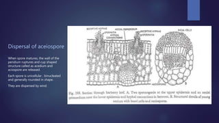Dispersal of aceiospore
When spore matures, the wall of the
peridium ruptures and cup shaped
structure called as acedium and
aciospore are released.
Each spore is unicellular , binucleated
and generally rounded in shape.
They are dispersed by wind.
 