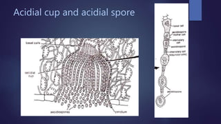 Acidial cup and acidial spore
 