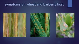 symptoms on wheat and barberry host
 