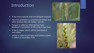 Introduction
 It has many species that are obligate parasite
 Puccinia graminis is a common on wheat and
other grasses like oat, barley , rye etc.
 Fungus is called as heteroecious host
because it completes its life cycle in two host
 It has 5 stages, which will be discussed in
next slides
 wheat is called as primary and barberry plant
is called as secondary host
 