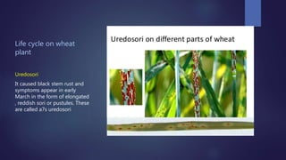 Life cycle on wheat
plant
Uredosori
It caused black stem rust and
symptoms appear in early
March in the form of elongated
, reddish sori or pustules. These
are called a7s uredosori
 