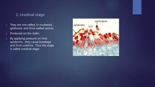 1: Uredinal stage
1. They are one celled, bi nucleated ,
globoose, and thick walled spores
2. Produced on the stalks
3. By applying pressure on host
epidermis , they cause breakage
and form uredinia. Thus the stage
is called uredinal stage
 