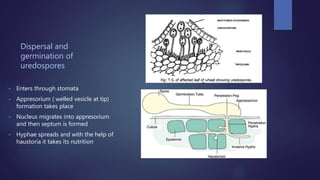 Dispersal and
germination of
uredospores
• Enters through stomata
• Appresorium ( welled vesicle at tip)
formation takes place
• Nucleus migrates into appresorium
and then septum is formed
• Hyphae spreads and with the help of
haustoria it takes its nutrition
 