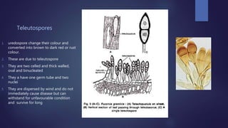 Teleutospores
1. uredospore change their colour and
converted into brown to dark red or rust
colour.
2. These are due to teleutospore
3. They are two celled and thick walled,
oval and binucleated
4. They a have one germ tube and two
nuclei
5. They are dispersed by wind and do not
immediately cause disease but can
withstand for unfavourable condition
and survive for long
 